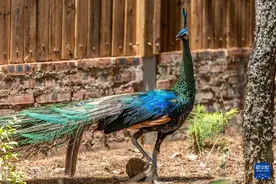 新华全媒+丨濒危物种绿孔雀人工繁育与野化放归试验取得关键进展图片