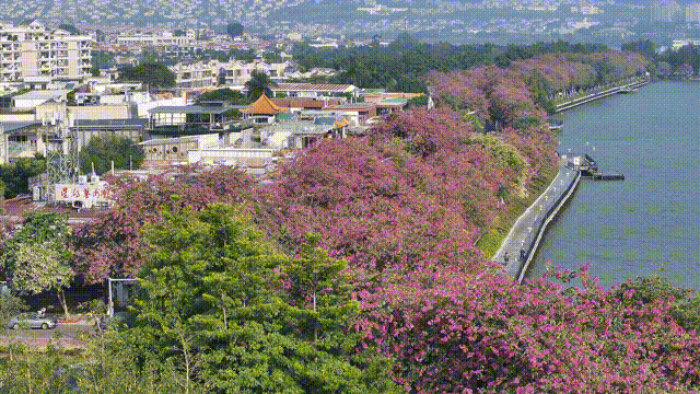 假如秋冬有颜色，肇庆便是一场多彩盛宴～