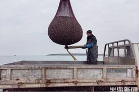 百粒就一斤，春节下酒菜来了！红岛蛤蜊一天上岸十多万斤图片