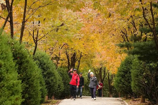 五彩斑斓！北京“漫山红叶”进最佳观赏期!