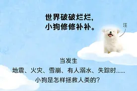 今天是国际搜救犬日，来看一只小狗是怎样成为搜救犬的图片