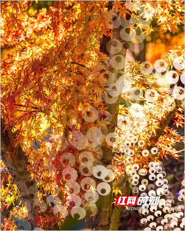 潘华摄影作品：漫步永州蓝山谷 邂逅湘江源头的层林尽染