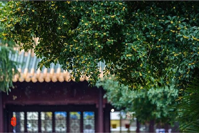 秦淮花事 | 秋日限定！在秦淮，与一场桂花雨不期而遇→