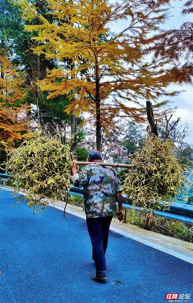 岁暖时刻丨奉嘎山：一座会呼吸的山，把人间烟火酿成了诗