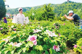 古县第十七届“天下第一牡丹”文化旅游月活动开幕图片