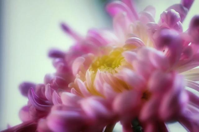 秦淮花事 | 甘熙宅第赏菊正当时（文末有彩蛋）