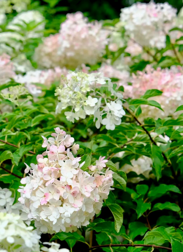 邂逅武汉植物园秋日浪漫 硫华菊灿若云霞 绣球粉面初现