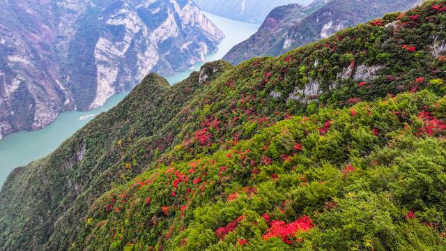 红叶扮靓长江巫峡