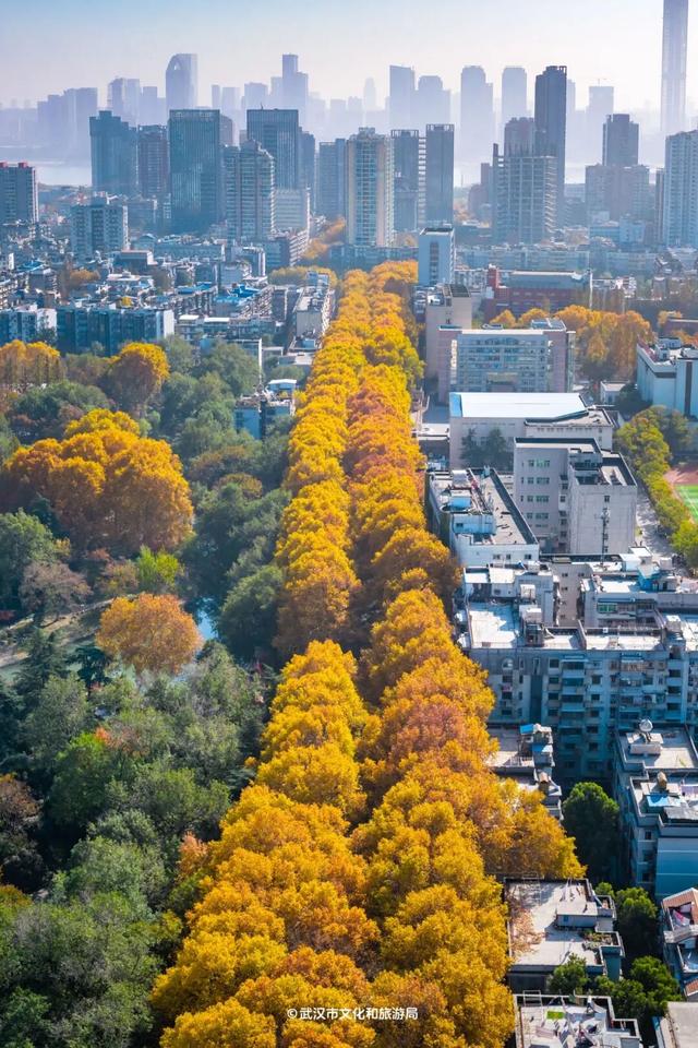 最新发现！2公里“金色隧道”，武汉人私藏了60年！