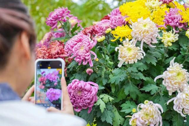 这场秋菊盛会，描绘着福建的千年风雅