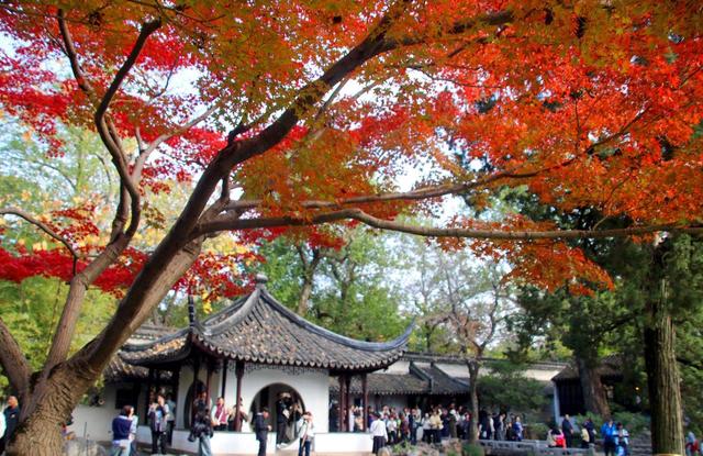 江苏苏州：拙政园“枫”景醉游人