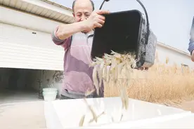 沾化区滨海镇反季节对虾 直供京津冀苏地区图片