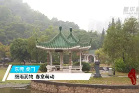 千城百县看中国｜东莞虎门：细雨润物 春意萌动图片
