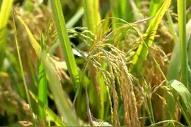 鄱阳湖畔稻浪香图片