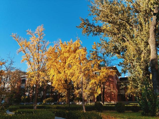 藏不住了！攒了整个秋天的北医美景，立冬前全部分享！