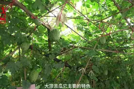 【爆款美食推荐】狮山谭边大顶苦瓜：苦涩的外表，甜蜜的内心，夏日首选！图片