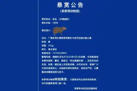 “越狱两月胖了一斤”，扬州一动物园出逃的卡皮巴拉已回家：自己钻进了诱捕笼图片