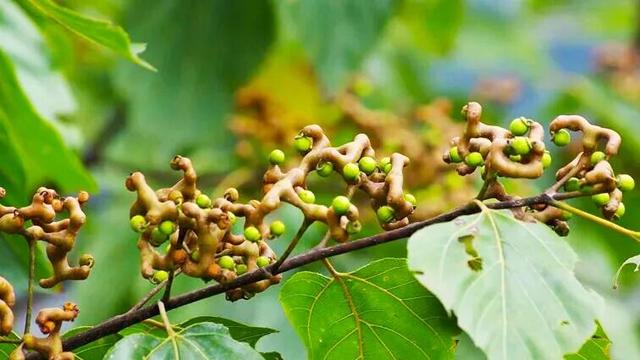 约好国庆游陕西丨陕南山水藏秋意 果香四溢等您来