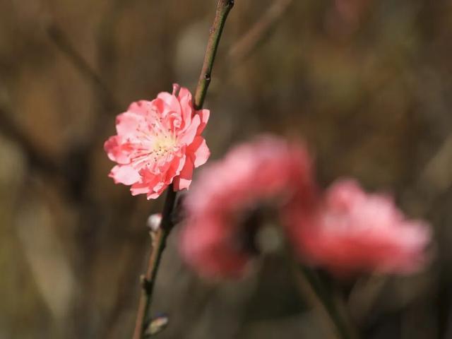 开了！开了！七星岩桃花开了！