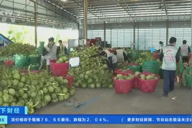 零关税！订单量逐年上涨！RCEP助力泰国香水椰开拓中国市场图片