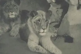 消失在炮火中的“上海动物园”图片