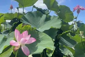 赏荷无须去西湖，青岛也有去处！温馨巴士赏荷乘车攻略来喽图片