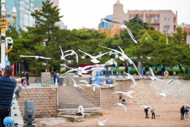 打卡青岛冬日“顶流”，海鸥衔来最生动的城市名片