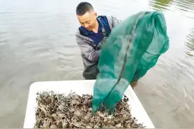 肥美稻田蟹 一网上百斤图片