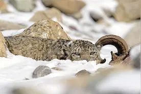 猎食岩羊！放归雪豹逐渐适应贺兰山图片