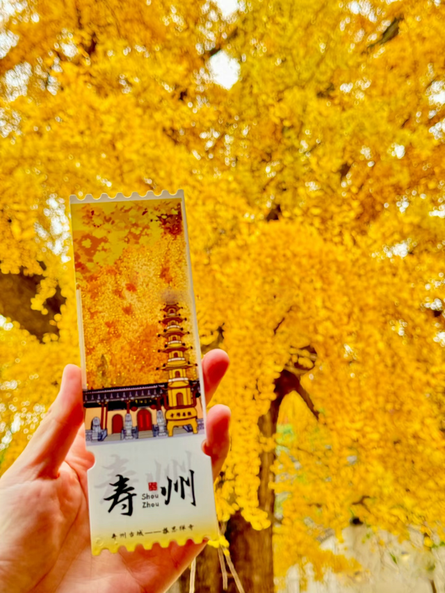 这6个淮南银杏绝美打卡地！码住刷爆朋友圈！