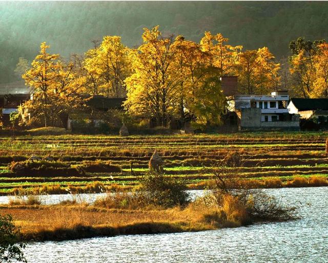 千年银杏韵，金黄满地诗，金色海洋游玩攻略来了！