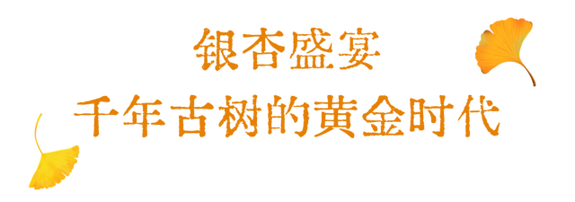 “刷爆”洛阳人朋友圈的金色，谁看谁心动～