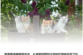 从史前时期到太空时代，猫咪经历了什么图片
