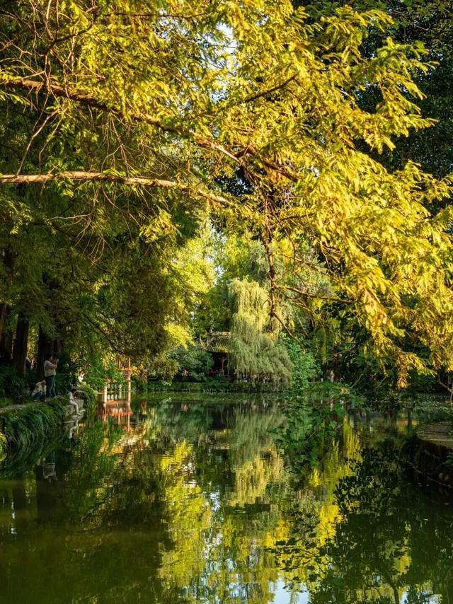 金灿灿！成都人的“顶流”上线，错过等一年！