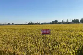 农谷日志丨原阳大米再注“新”科技图片