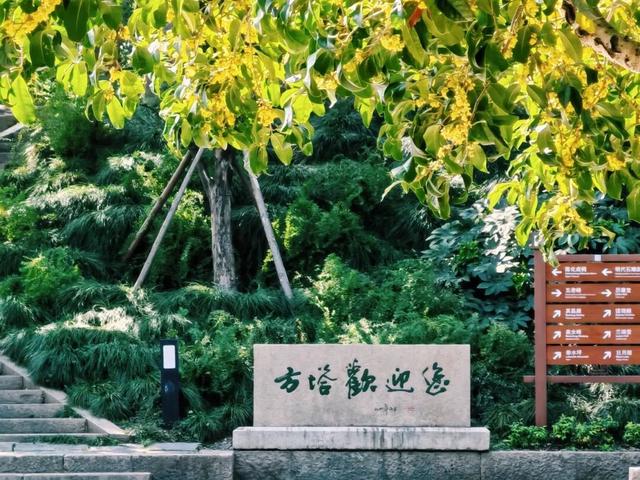 盼了好久的桂花，终于开了！