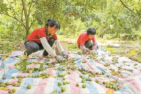 又是一个坚果丰收年图片