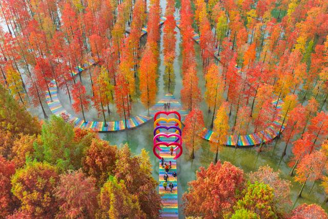 初冬水杉 色彩斑斓