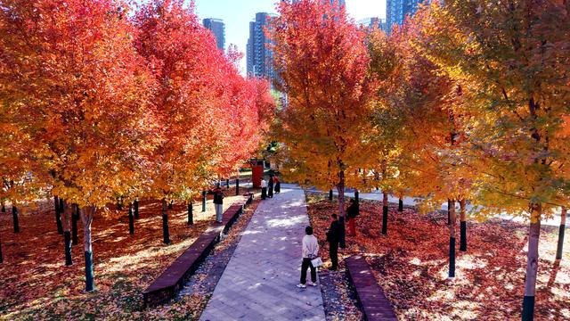 辽宁沈阳：秋意正浓 景色如画