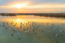 就是这里！一站式集齐魔都春游新姿势：打野、打鸟、村咖！年轻人都爱了！图片