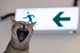 香港记事｜第一次去猫咖图片