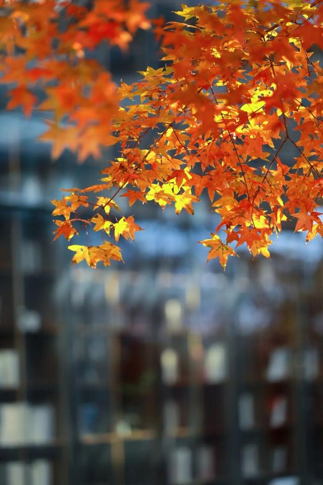 日照色彩派对开启！“美拉德”风景正当时！