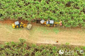 广农糖业公司：“藏糖于技”助推糖业高质量发展图片