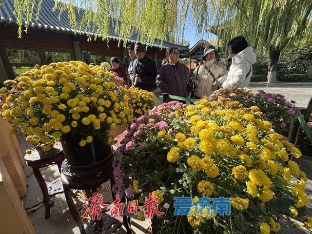 趵突泉菊展收官倒计时 市民游客赶尾档赏菊