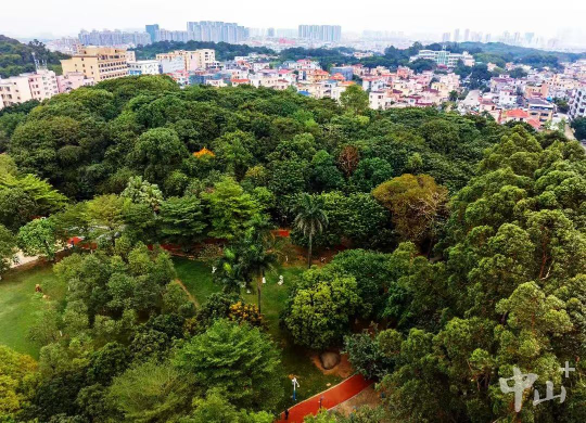 中山建成4座古树公园