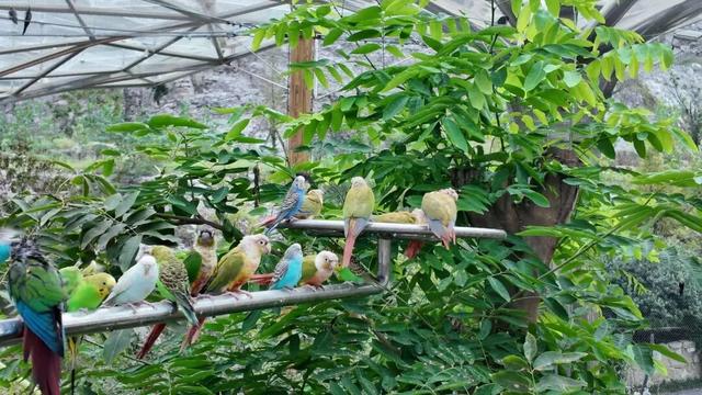 江宁“疯狂动物城”