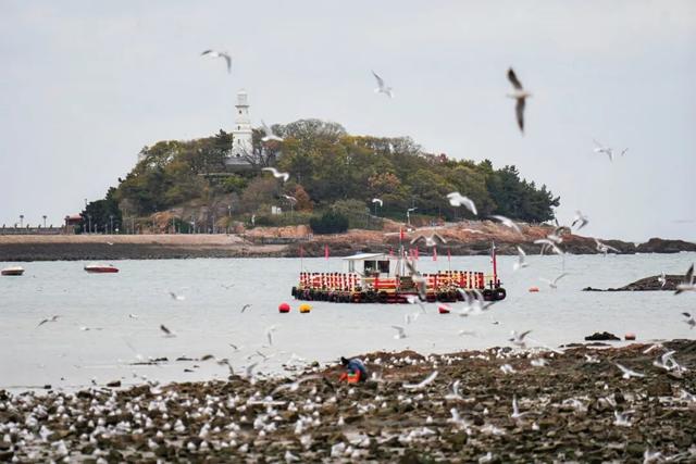 不如就来青岛过冬天！观鸥、看海、泡温泉……一起玩转山海