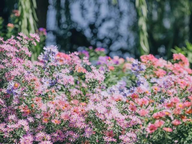 北京号最精彩｜秋色上新！紫色花毯蔓延昆玉河畔——