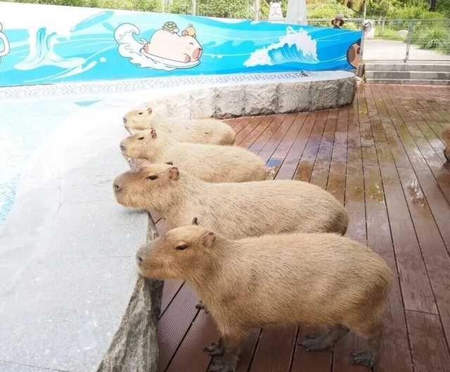 江宁“疯狂动物城”