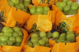 交汇点调查｜批发价跌至10元3斤，“葡萄界的爱马仕”因何走下神坛？图片